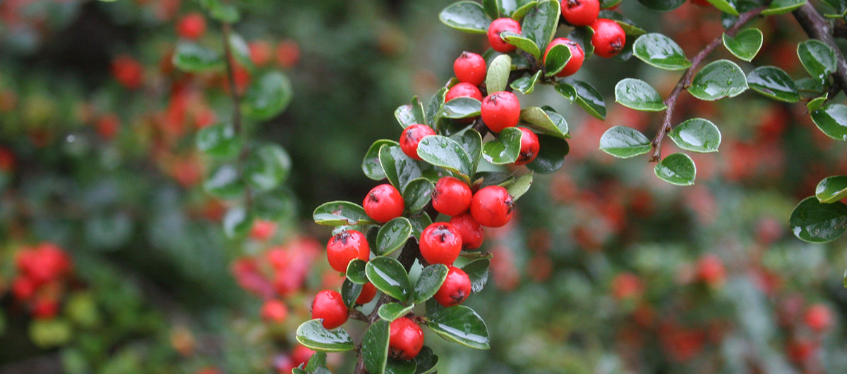 Top Benefits Of Arbutin For Skin